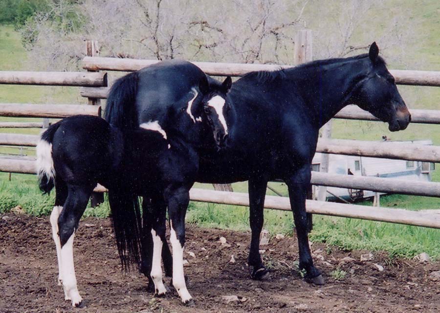 deeptrblwater&Filly LINK