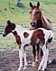 PatsCosmicDust & Filly